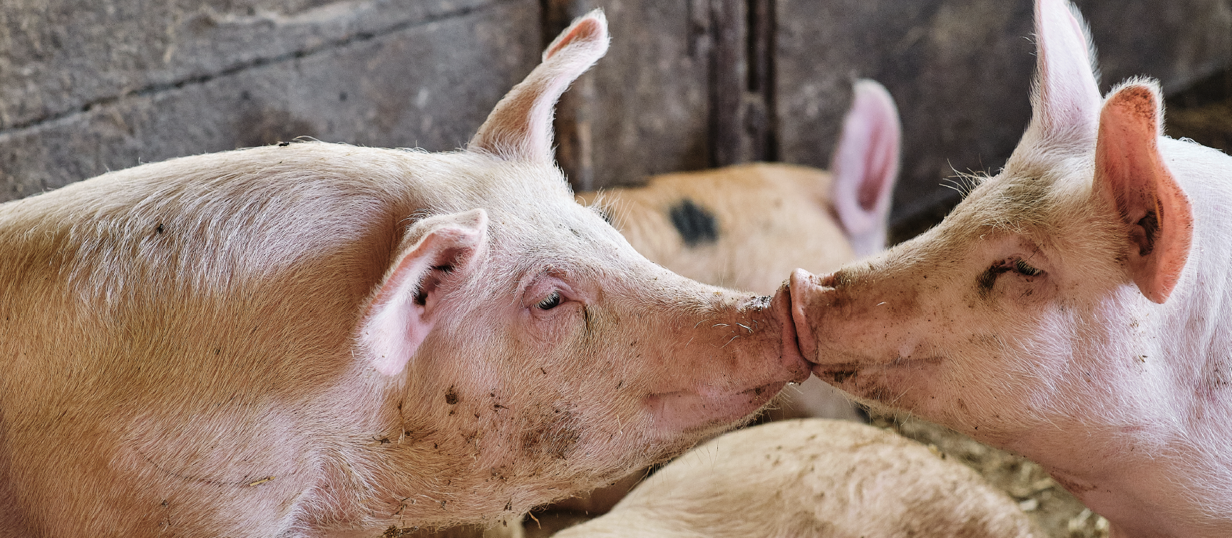Canadian Pork Council