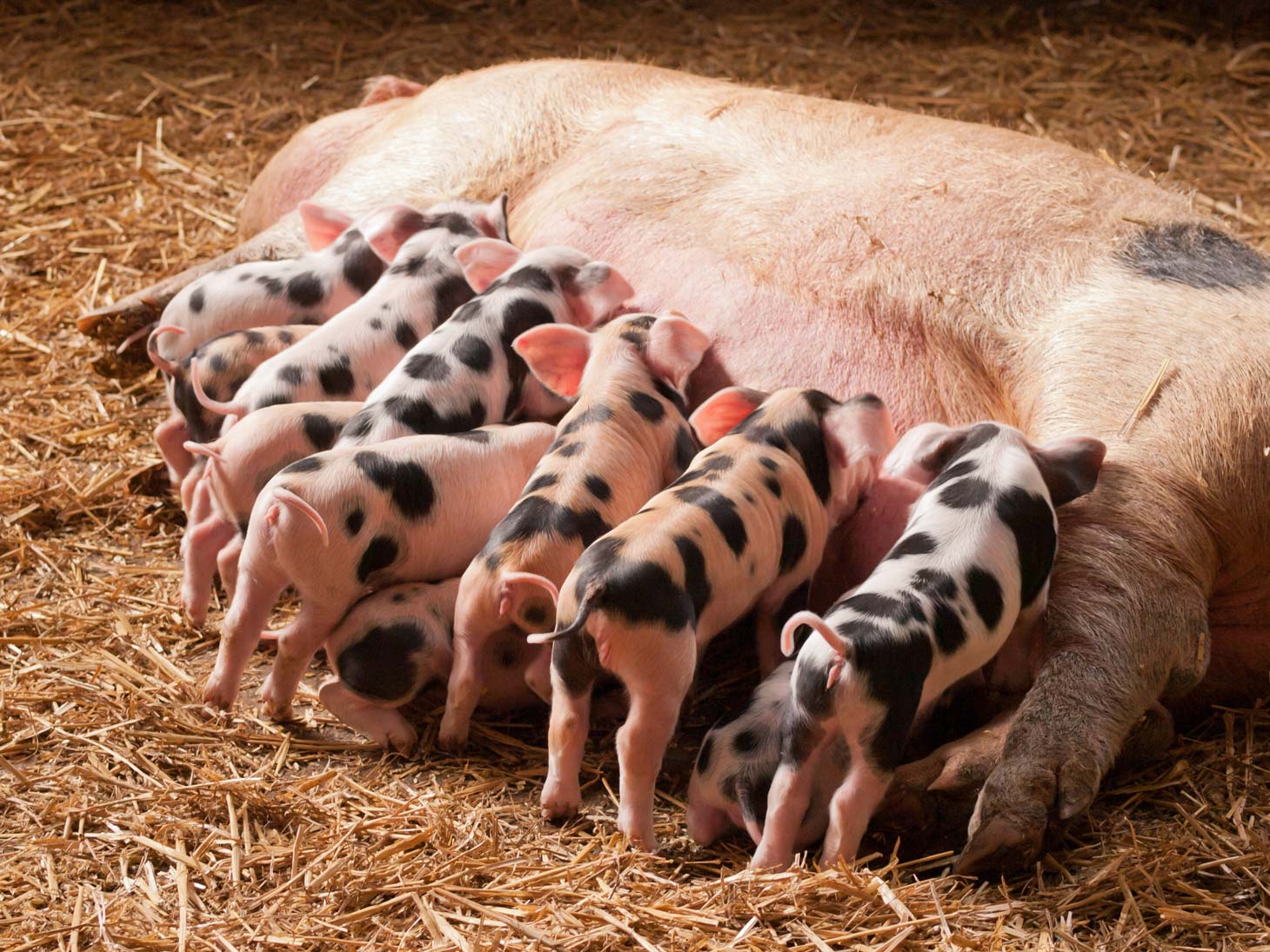 11 piglets feeding from their mother.